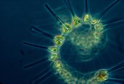A chain-forming diatom
