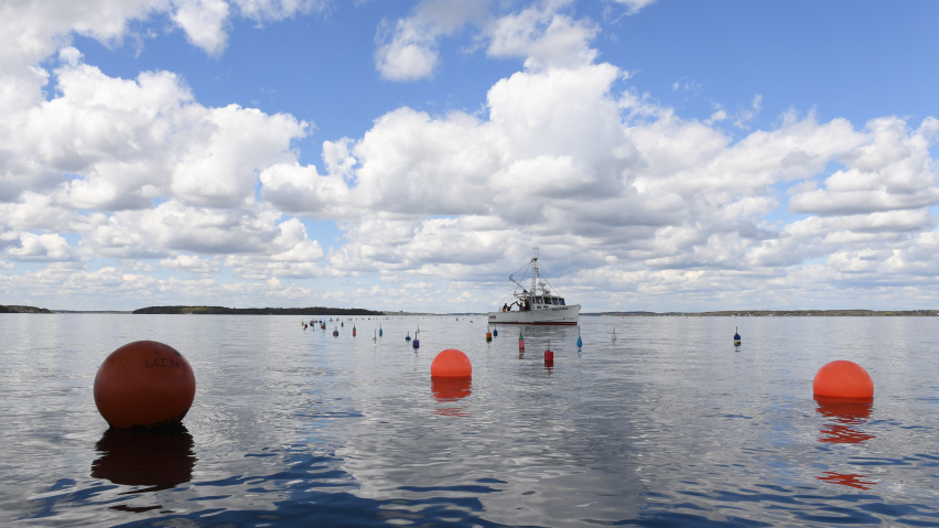 A Casco Bay, Maine kelp farm. (Nicole Wolf)