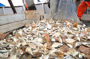 flatfish piled on the deck of a fishing vessel