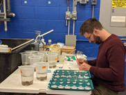 man seated at a desk examining a tray of experimental bay scallops