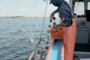Maine Sea Scallop Aquaculture video still