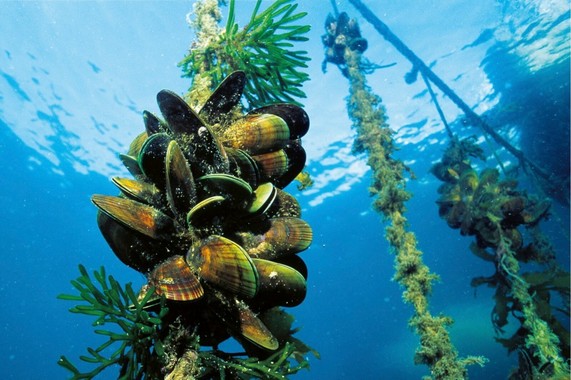 Darryl Torckler Aquaculture Mussels