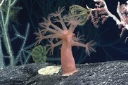 Several vibrantly colored deep sea corals.