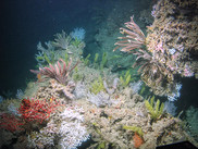 A colorful assortment of crinoids and soft corals in a deeper area of the Gulf of Mexico.