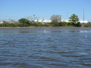 A white egret forages in mud flats in front of white tank structures on the Passaic River in New Jersey.