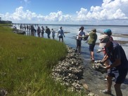 A group of people lined up along the shore of a wetland, passing bags of oysters down the line to build a living shoreline.