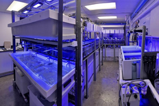 The CoRAL lab with UV lit seawater tables.