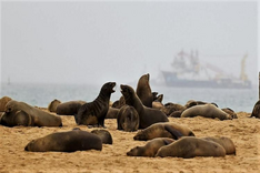 Sea lions lounging on the beach.