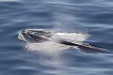 Rice's Whale seen from the surface, exhaling.