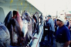 People looking at a survey's catch hung along the side of a ship.
