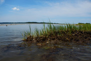 A chunk of marsh in the foreground, a sandbar in the middle ground, and an open river in the background