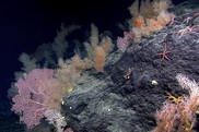 A dark rocky outcrop colonized by bright pink, orange, and white branching deep-sea corals and orange sea-stars
