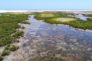 An aerial view of a shallow sandy channel flanked on either side by bright green clumps of black mangrove forest. Credit: Pedro Brandão