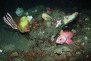 A rockfish nestles among a variety of corals and sponges on Mendocino Ridge. Photo credit: MARE, DSCRTP