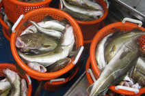 cod in baskets on the desk of a fishing boat