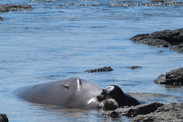 750x500-hawaiian-monk-seal-r006-with-pup-molokai-NOAA-PIRO