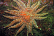 A sunflower sea star