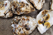 Several smaller oyster shells are attached to five larger oyster shells