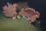 Light pink deep-sea corals growing off of a canyon wall. Credit: Ocean Exploration Trust