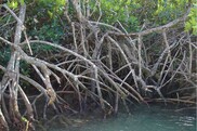 Woody mangrove tree roots encircled by bright green leaves dip into clear blue water