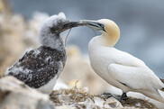 A white adult gannet feeds a fluffy chick. Credit: Jonathan Fiely