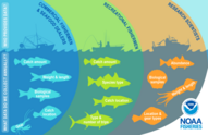 infographic showing data sources for stock assessments: recreational and commercial landings, estimated bycatch, and seafood dealer reports ealer 