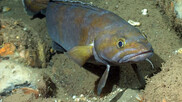A mostly gray fish with flashes of yellow on head, back and front fins, resting on a muddy, rocky ocean bottom