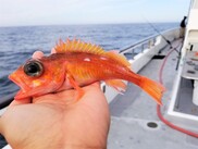 Swordspine rockfish