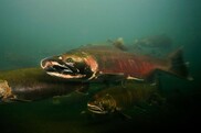 Coho or Silver Salmon Oncorhynchus kisutch Rogue River Oregon