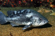 Black rockfish. Photo Credit: Monterey Bay Aquarium, Chad King/NOAA Sanctuaries