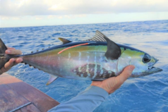 Tuna with spaghetti tag just before release.