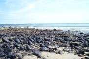 Large black rocks sit on a sandy beach with a calm blue ocean and blue sky in the background. Credit: Jim Turek/NOAA