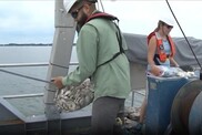 Scientists releasing oysters from a vessel