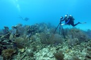 A diver levels a camera on a tripod in coral habitat. Credit: NOAA Sanctuaries