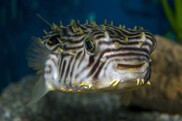 striped spikey burrfish