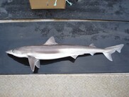 tope shark on the deck of a fishing vessel