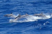 Clymene dolphins porpoising at the ocean's surface