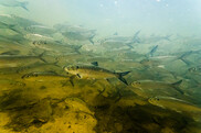 A school of river herring swimming underwater. Credit: Chesapeake Bay Program