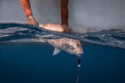 A red snapper is released back into the ocean from the side of a boat. Credit: NOAA