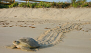 A green sea turtle walks down a beach leaving tracks behind it, with a sand dune in the background. Credit: Blair Witherington 