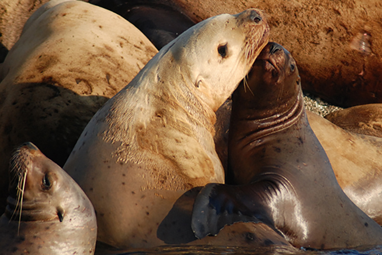 A Steller sea lion cow and calf