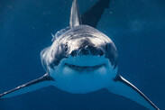 Great-White-Shark