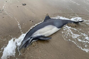 deceased-dolphin