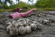 buru-island-leatherback-turtle-project-excavates-a-nest-collecting-data-indonesia-wwf