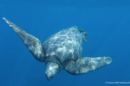 Swimming-Leatherback-Fisheries-PIFSC-Brian-Rayanki-WWF-Indonesia