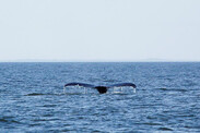 whale-tail-nefsc