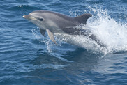 gray colored dolphin with a white underbelly  leaps just above a blue-water surface