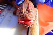 bright orange fish on a measuring board looks into the camera face-first