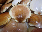 a shiny sea scallop top shell rests on is hinges in the center of the image amid a pile of sea scallops