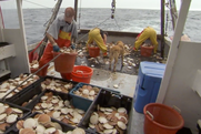 Back deck of a small sea scallop vessel where three crew members and a dog are shorting the catch